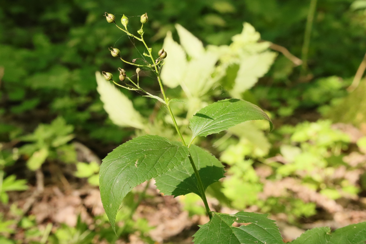 Изображение особи Scrophularia nodosa.