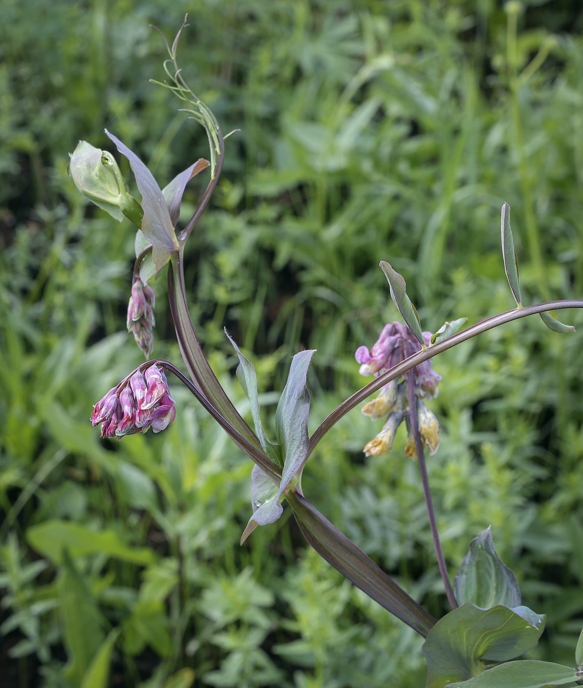 Image of Lathyrus pisiformis specimen.