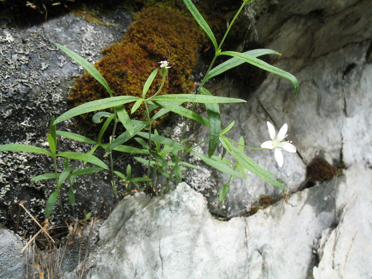 Изображение особи Moehringia umbrosa.