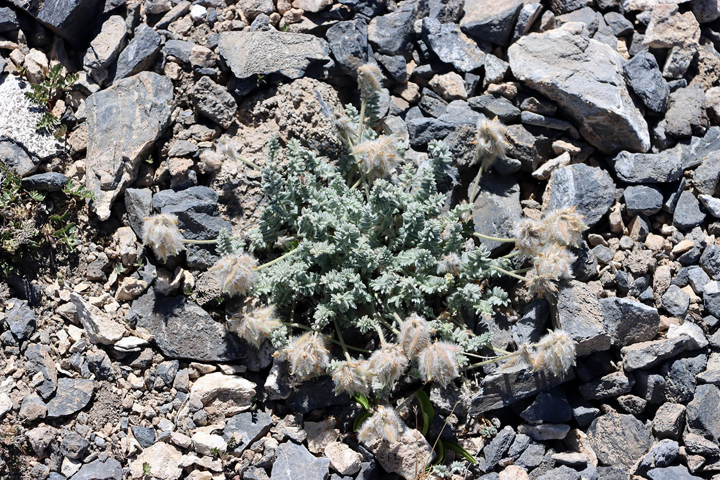 Image of Oxytropis terekensis specimen.