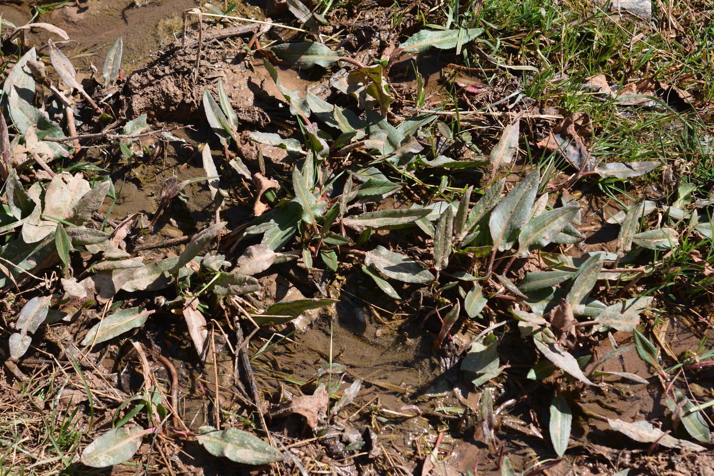 Image of genus Rumex specimen.