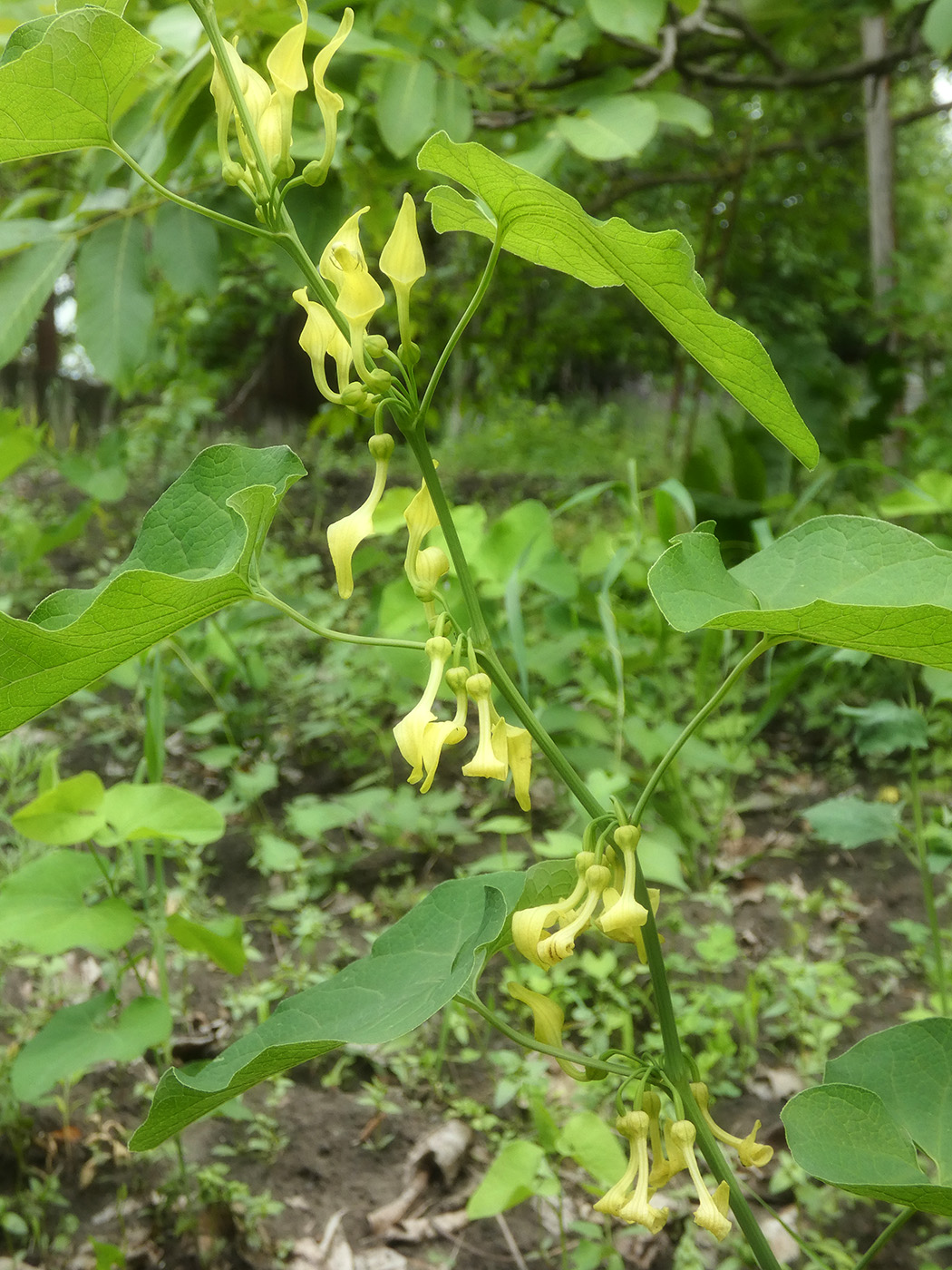 Изображение особи Aristolochia clematitis.