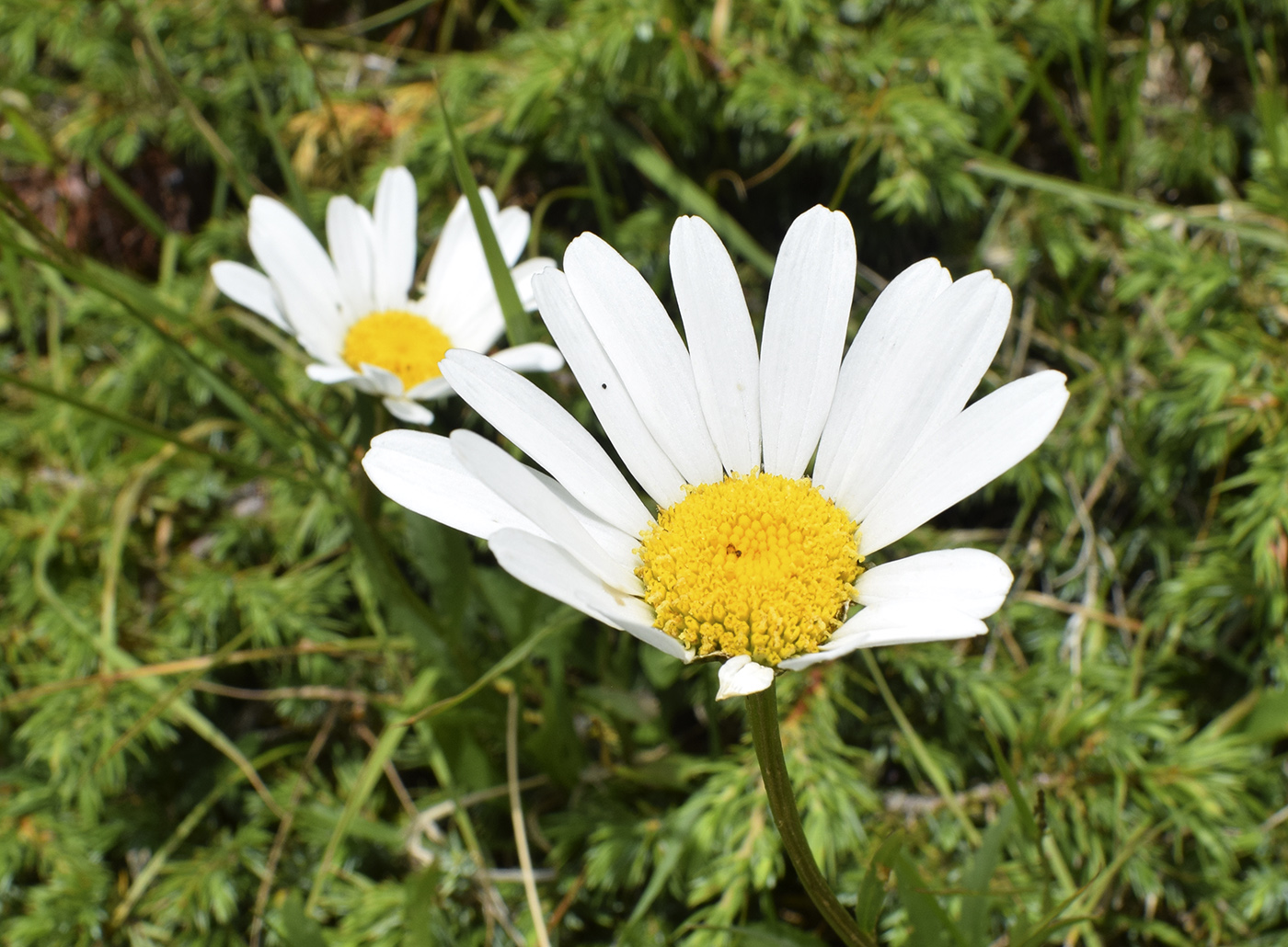 Image of Leucanthemum catalaunicum specimen.