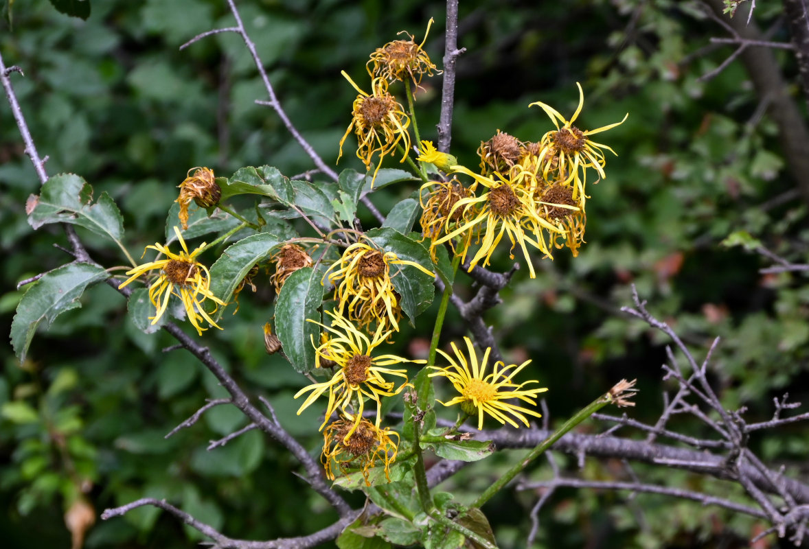 Изображение особи Inula macrophylla.