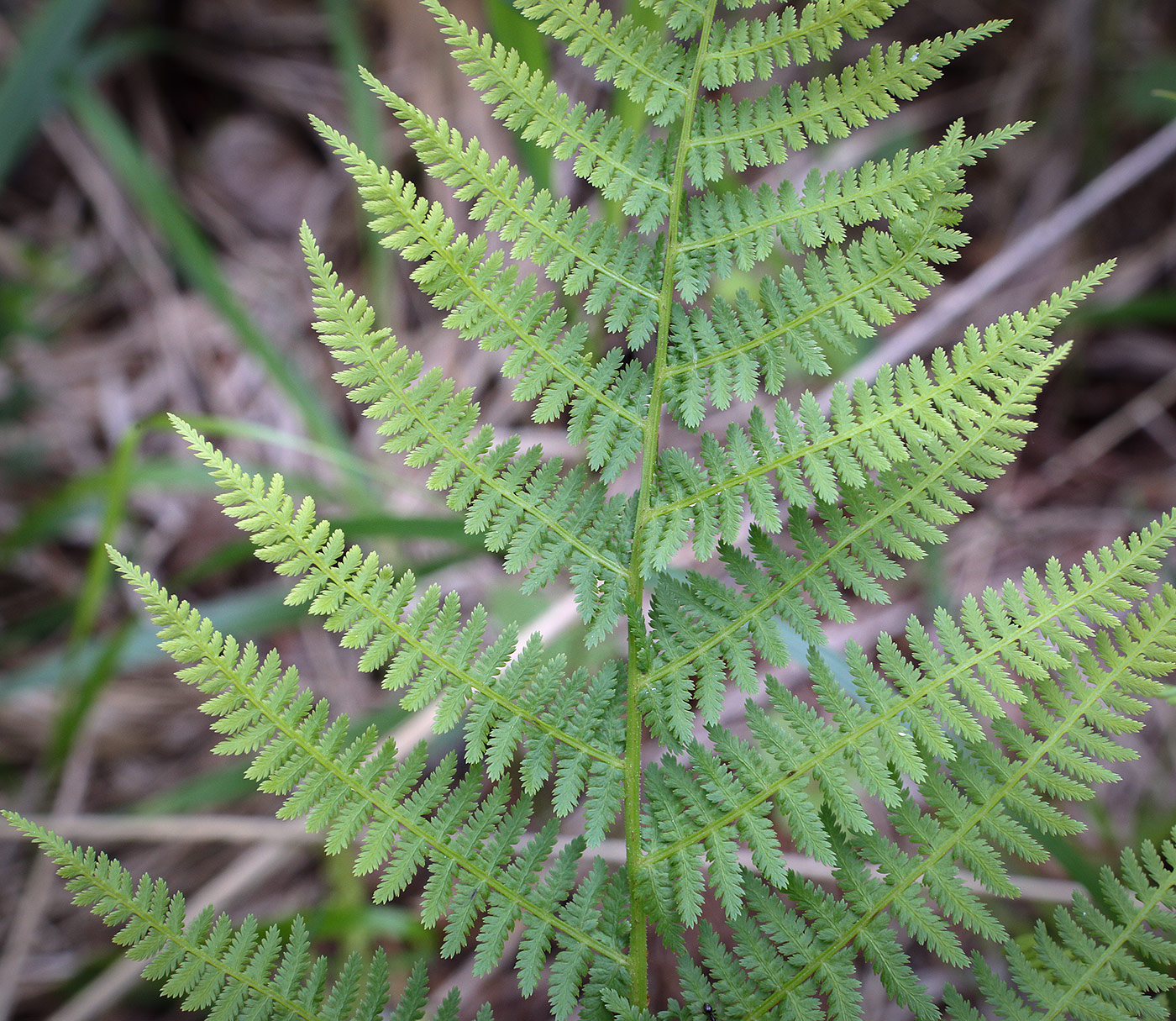 Image of Athyrium filix-femina specimen.