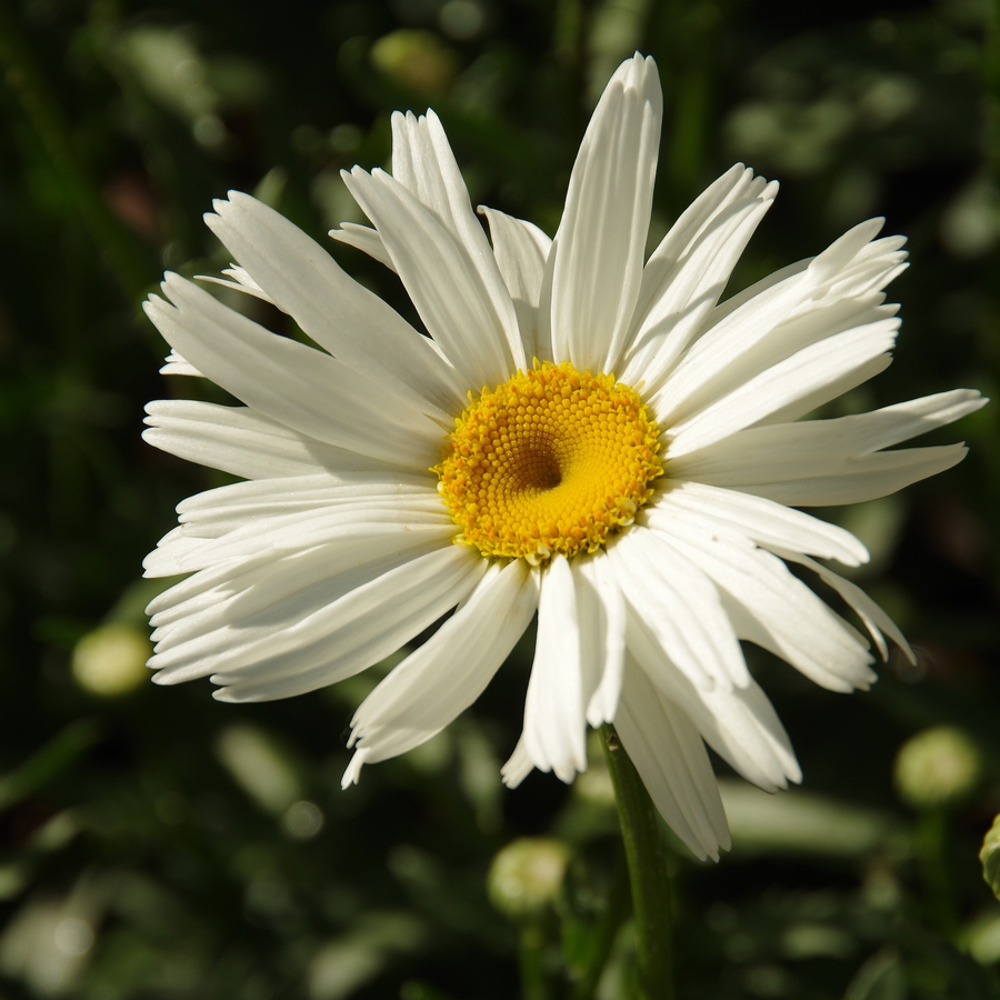 Изображение особи Leucanthemum &times; superbum.