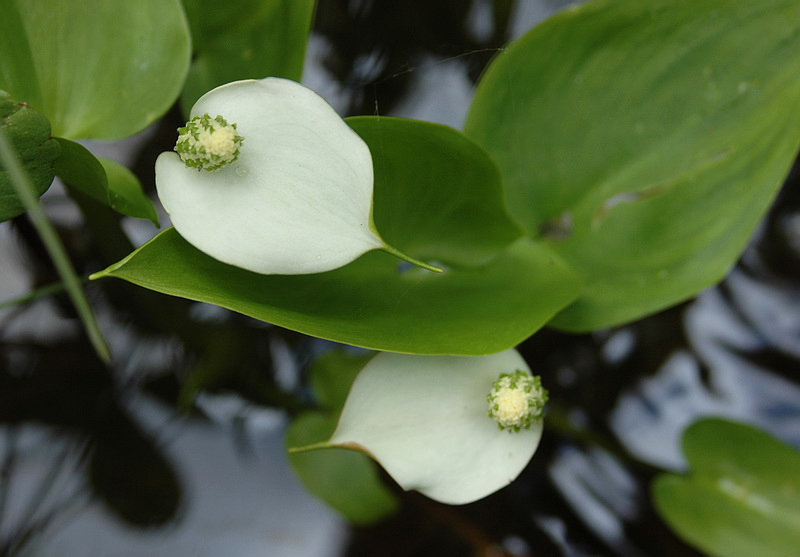 Изображение особи Calla palustris.