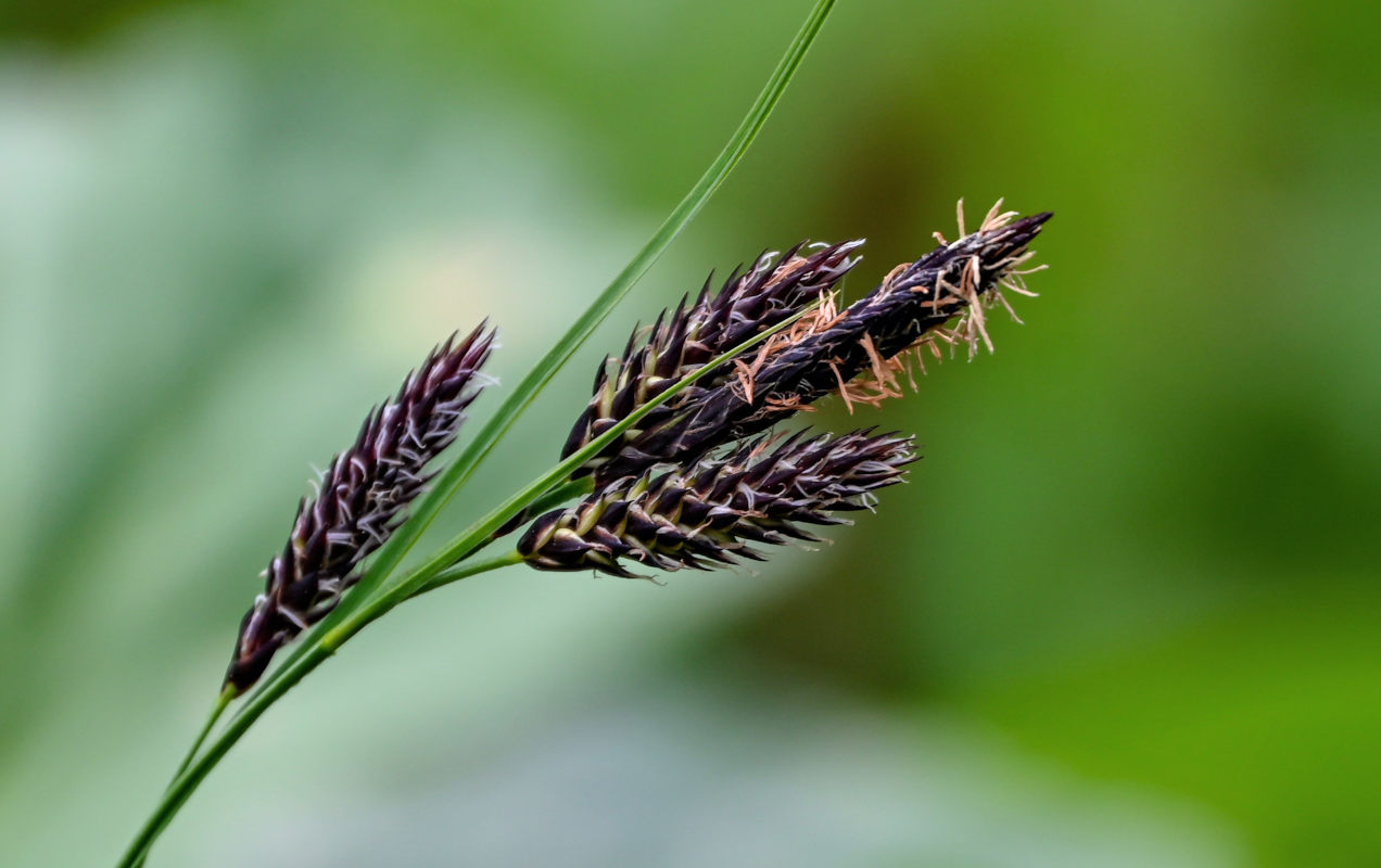 Изображение особи Carex atrata.