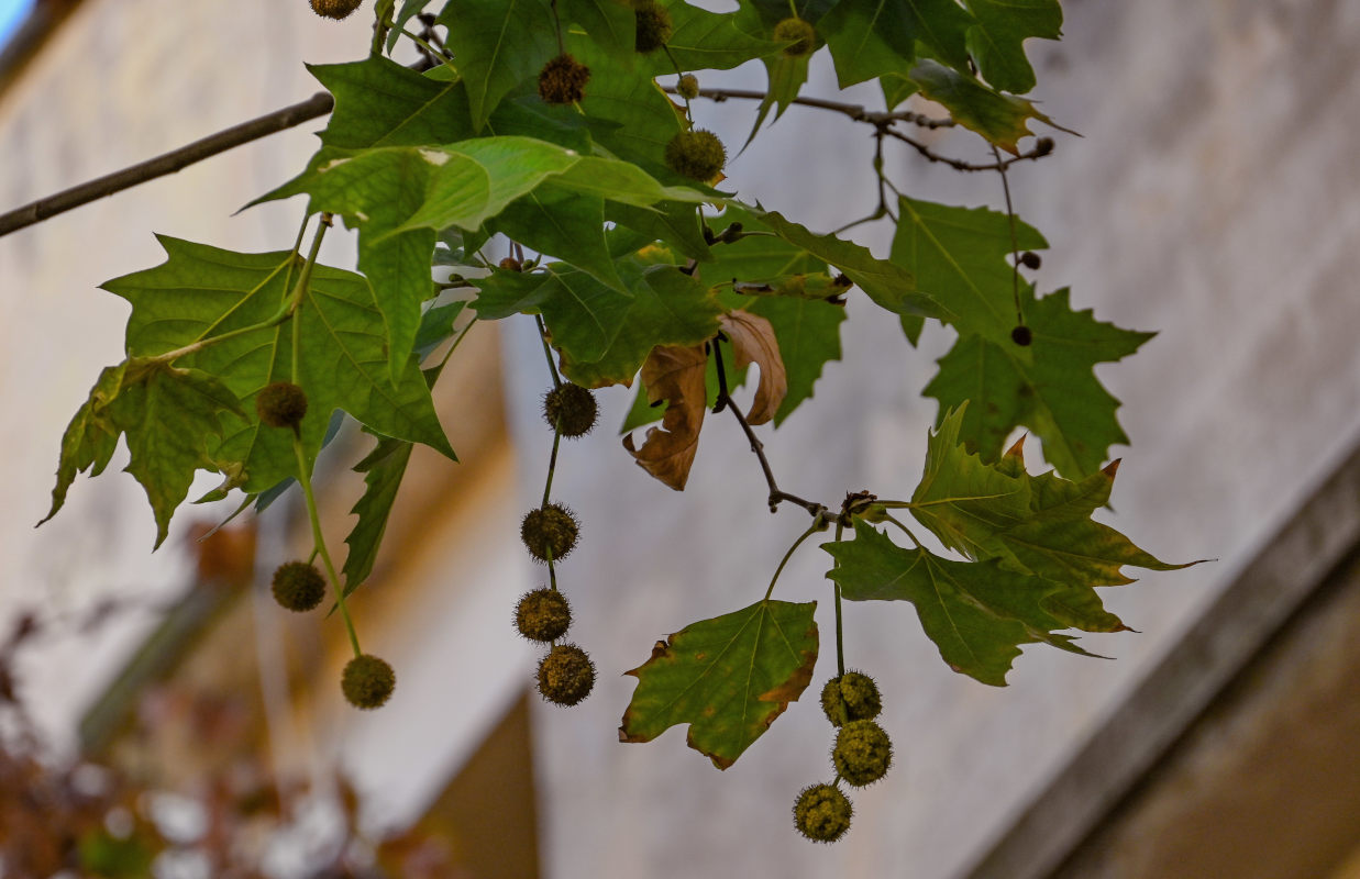 Image of genus Platanus specimen.