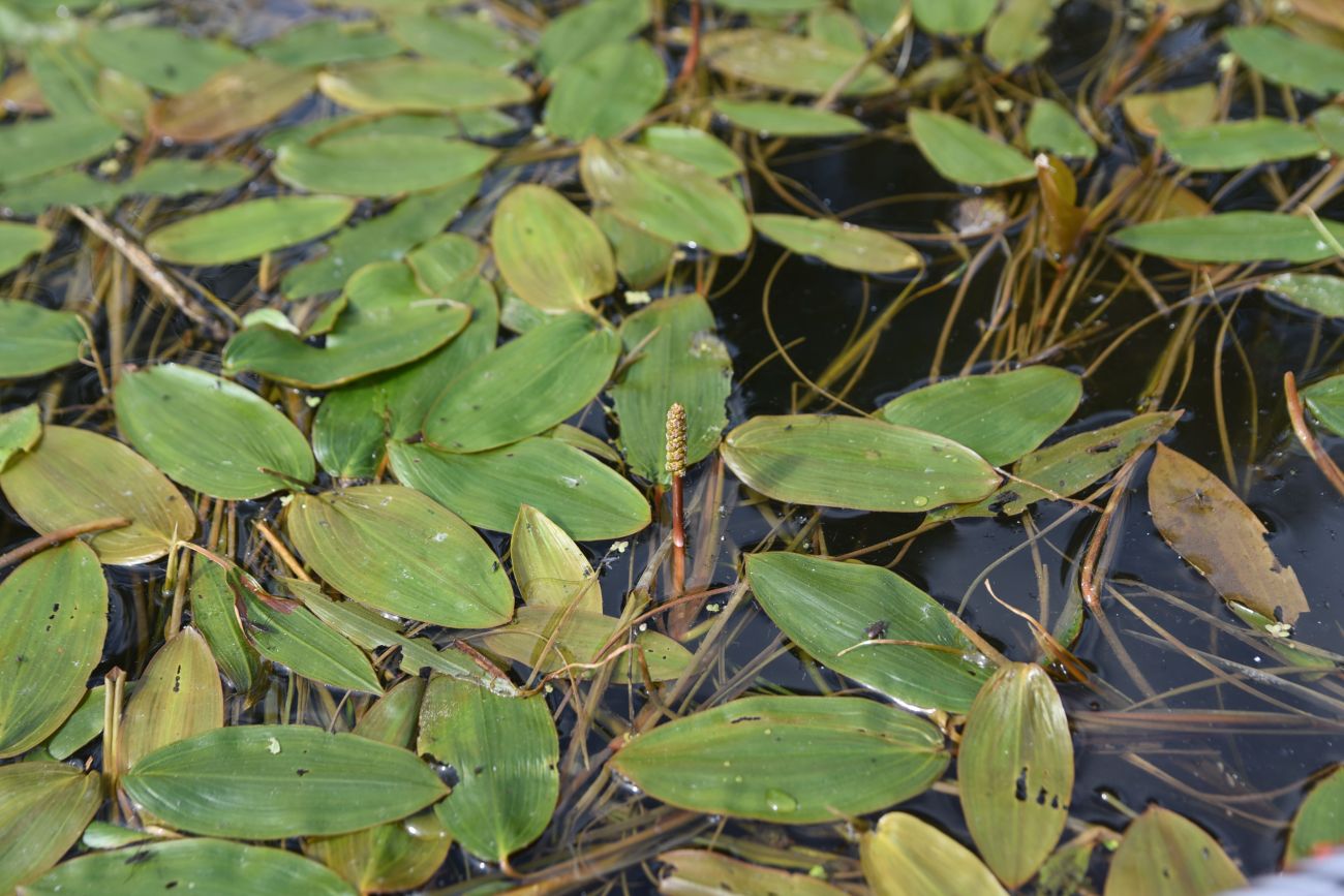 Image of Potamogeton natans specimen.