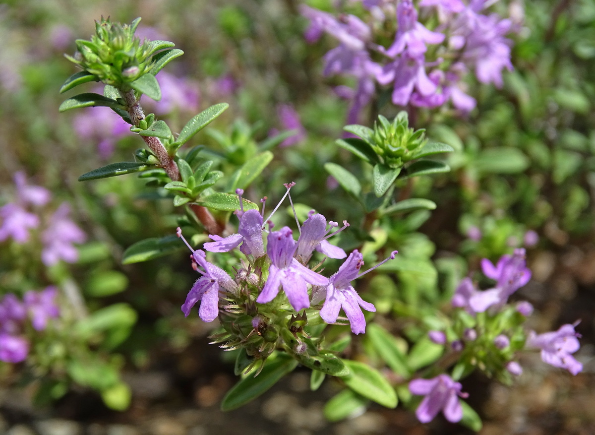 Image of Thymus mugodzharicus specimen.