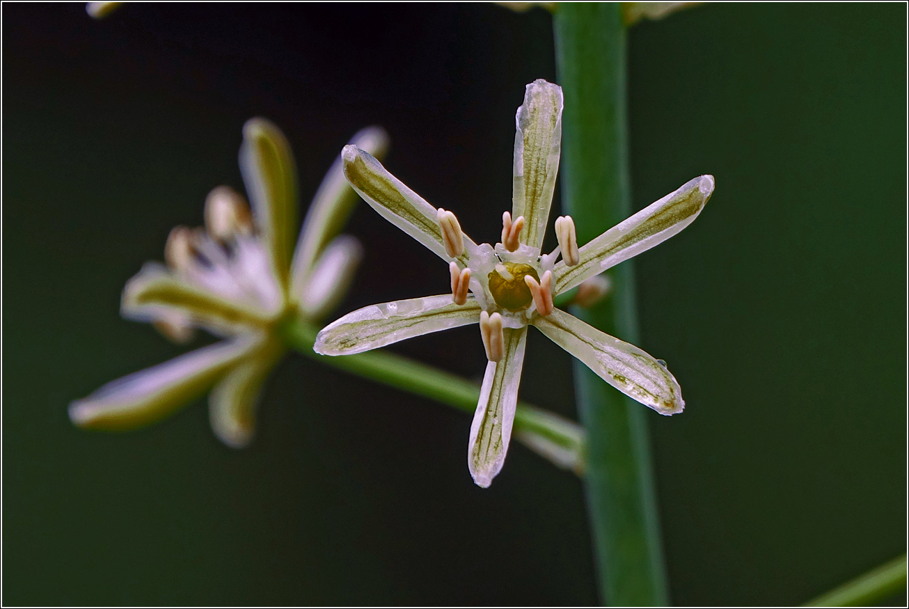 Image of genus Ornithogalum specimen.