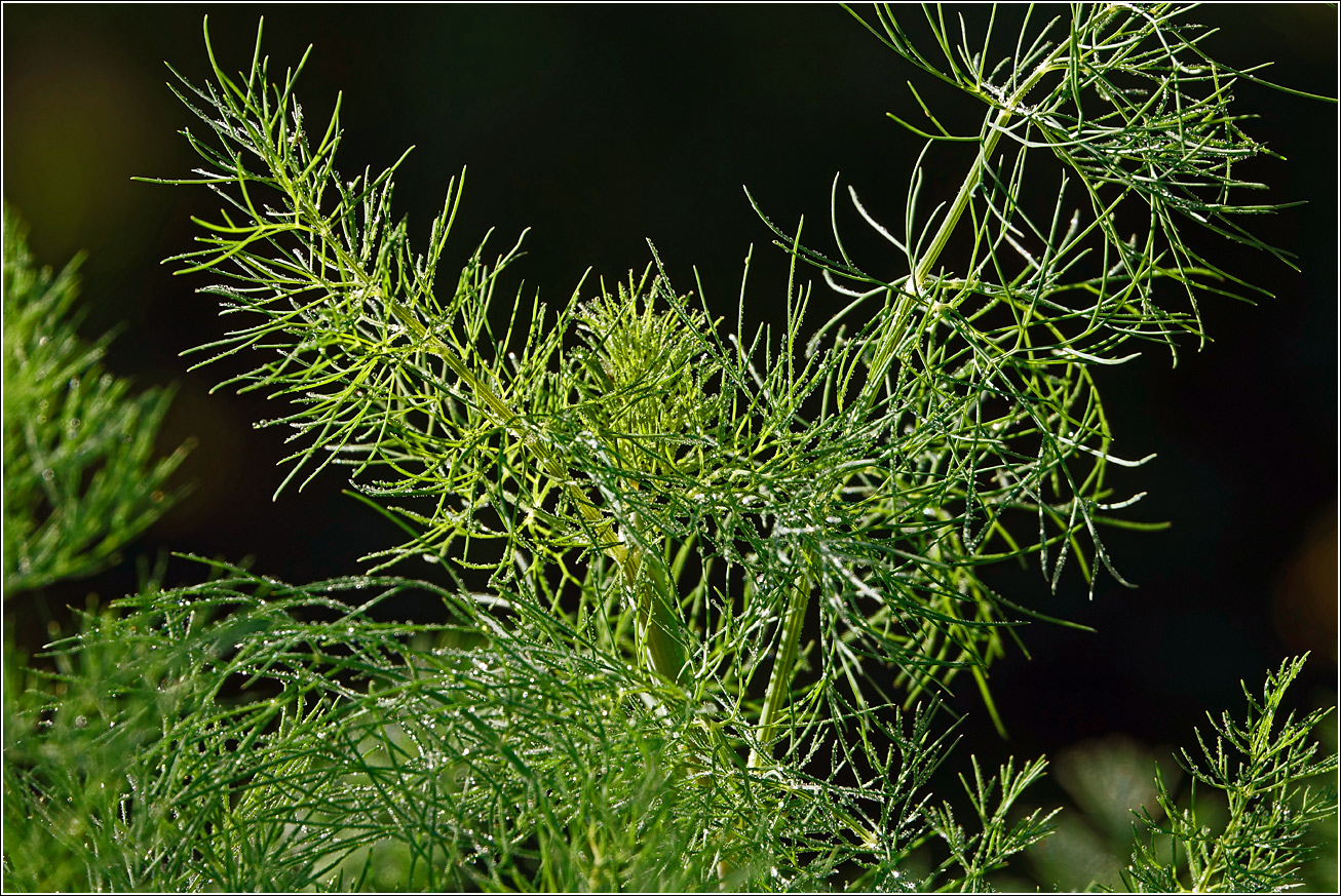 Image of Anethum graveolens specimen.