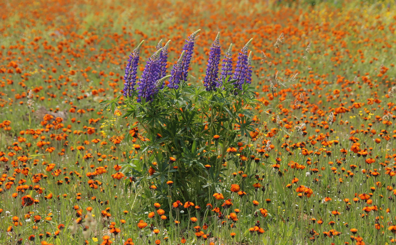 Изображение особи Lupinus &times; regalis.