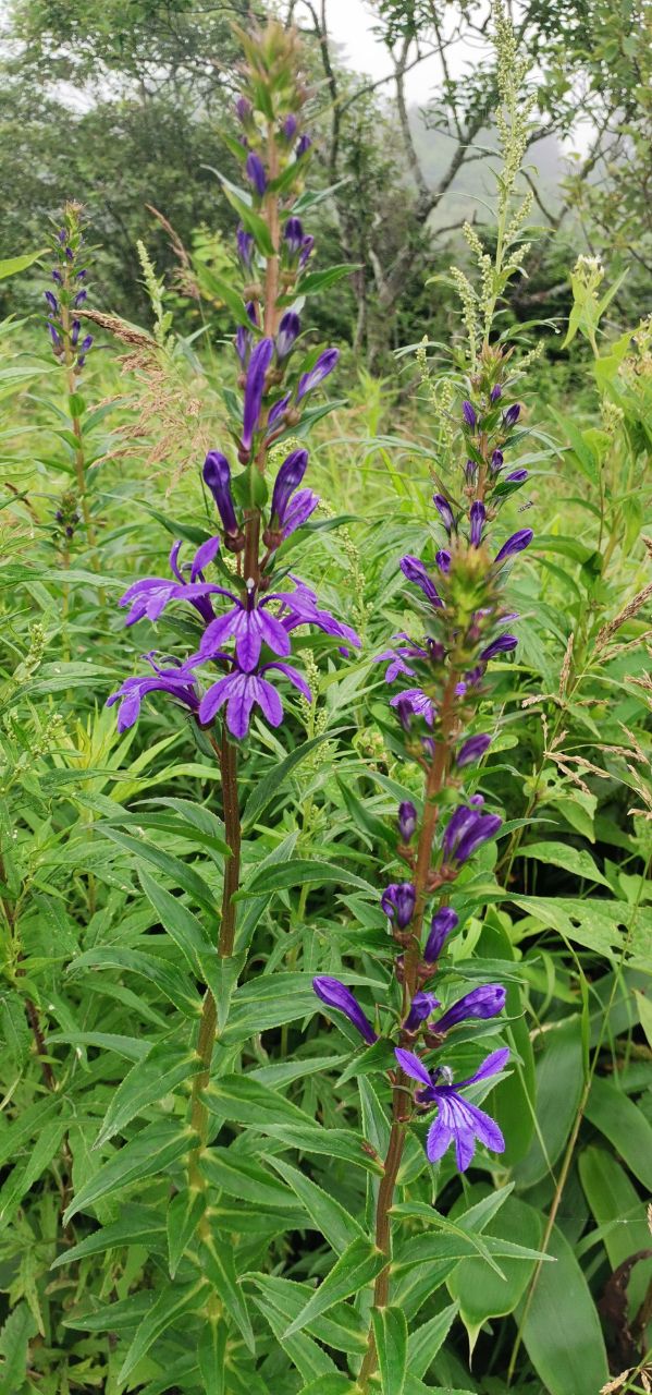 Image of Lobelia sessilifolia specimen.