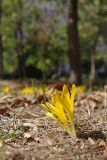 Sternbergia colchiciflora. Цветущие растения. Крым, Севастополь, пр. Октябрьской революции, заброшенный газон. 28.09.2024.