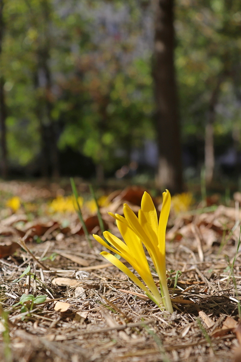 Image of Sternbergia colchiciflora specimen.