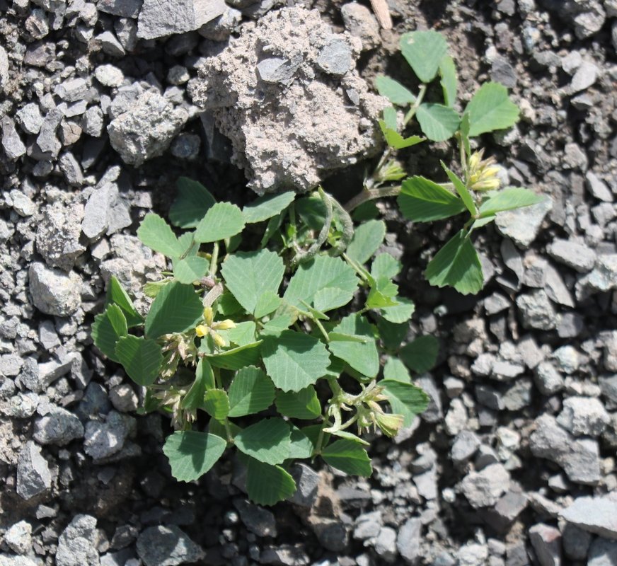 Image of genus Trigonella specimen.