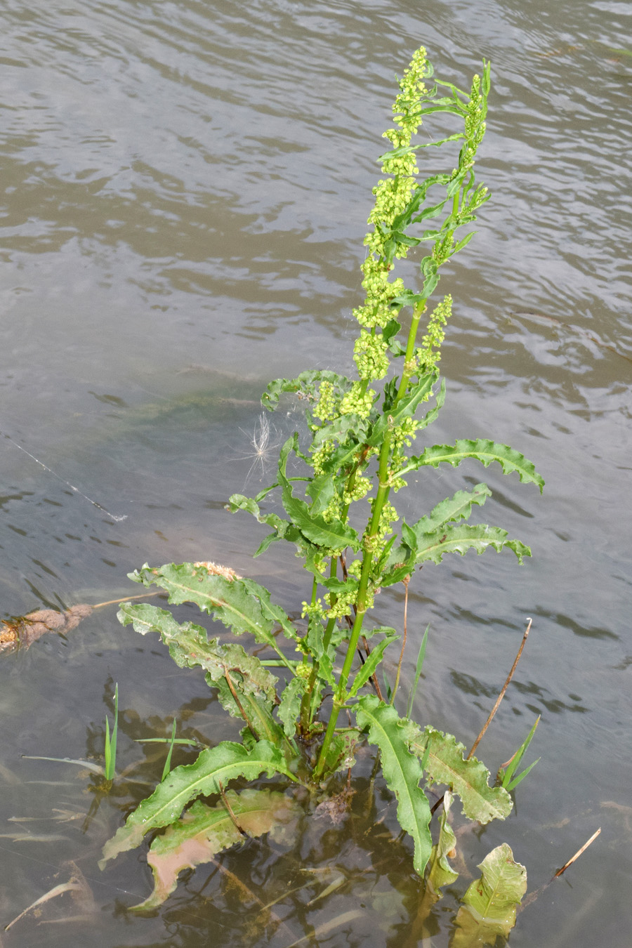 Image of Rumex crispus specimen.