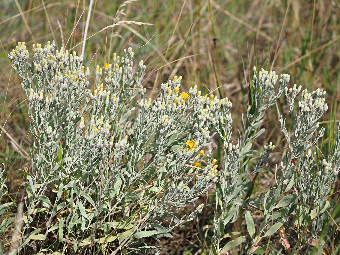 Image of Galatella villosa specimen.