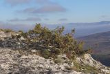 Juniperus deltoides. Растение на обрыве куэсты. Крым, Бахчисарайский р-н, окр. с. Ходжа-Сала, скалы Юзык-Хая. 01.12.2024.