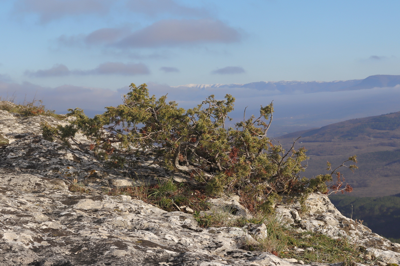 Изображение особи Juniperus deltoides.