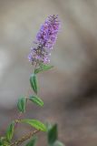 Buddleja davidii. Верхушка побега с соцветием. Краснодарский край, г. Сочи, м-р Лазаревское, рудеральное местообитание. 04.11.2024.