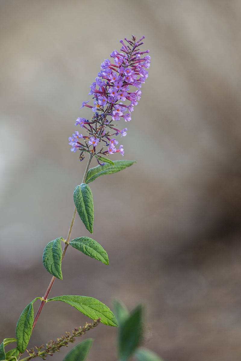 Изображение особи Buddleja davidii.