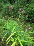 Stachys aspera