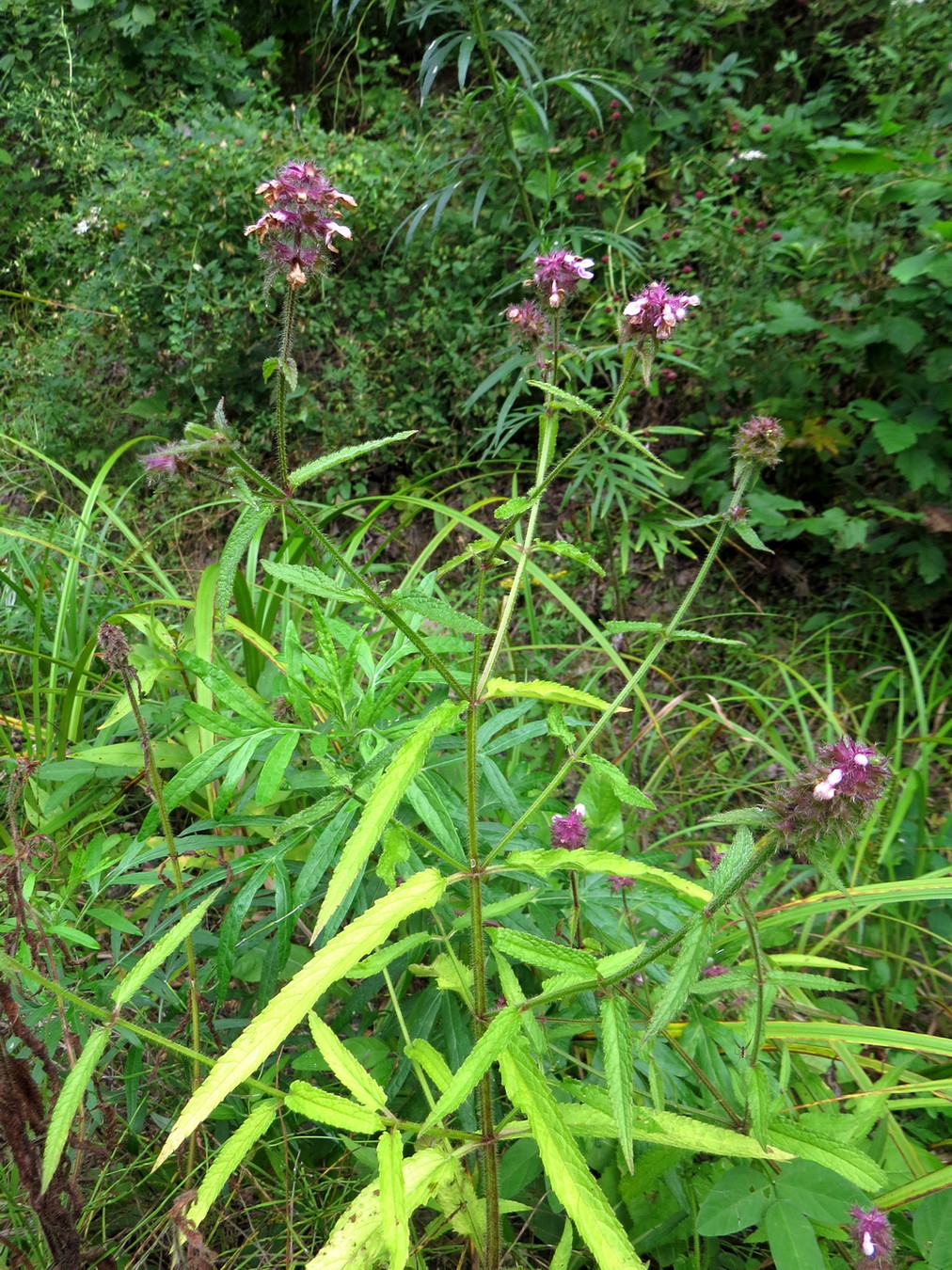 Изображение особи Stachys aspera.