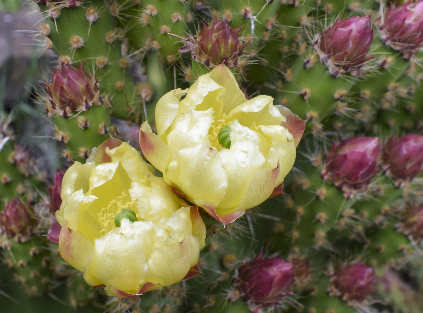 Image of genus Opuntia specimen.