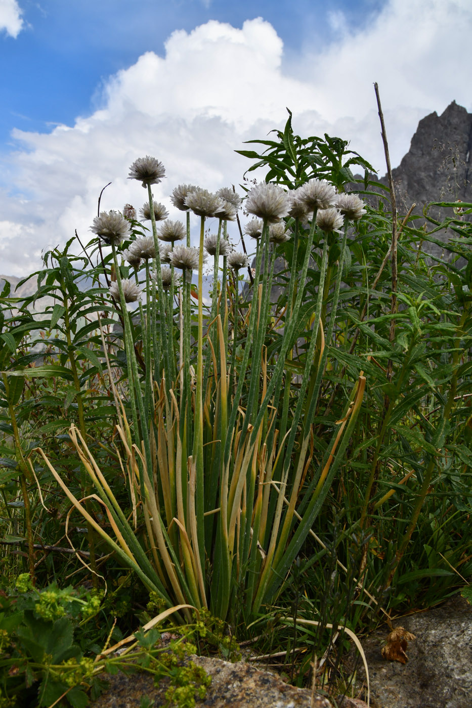 Изображение особи Allium karelinii.