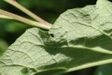 Arctium lappa