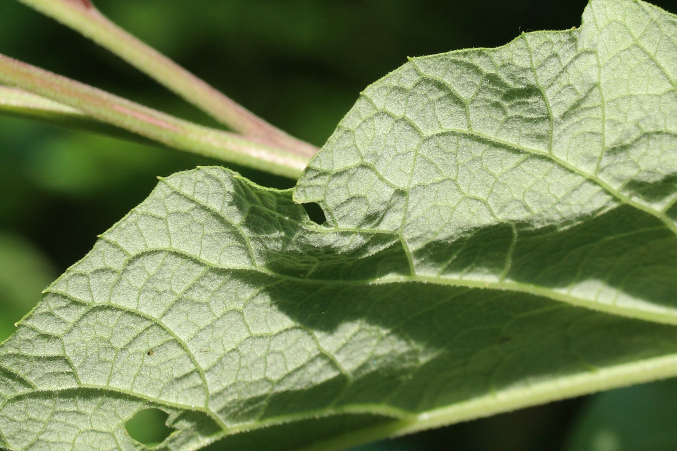 Image of Arctium lappa specimen.