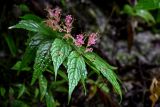 Teucrium ornatum. Верхушка побега с соцветиями. Китай, пров. Хунань, ущ. р. Ланьчуаньси, широколиственный лес. 08.06.2024.