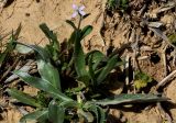 Strigosella africana