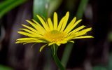 View full-size image Doronicum orientale