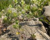 View full-size image Trifolium lappaceum