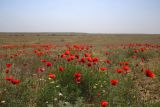 View full-size image Papaver arenarium