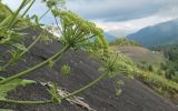 Смотреть изображение Heracleum leskovii