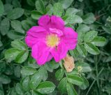 Смотреть изображение Rosa rugosa