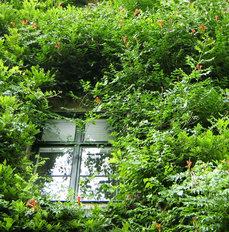 Image of Campsis radicans specimen.