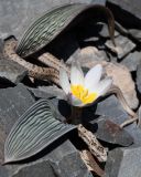 View full-size image Tulipa regelii