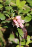 View full-size image Vaccinium vitis-idaea