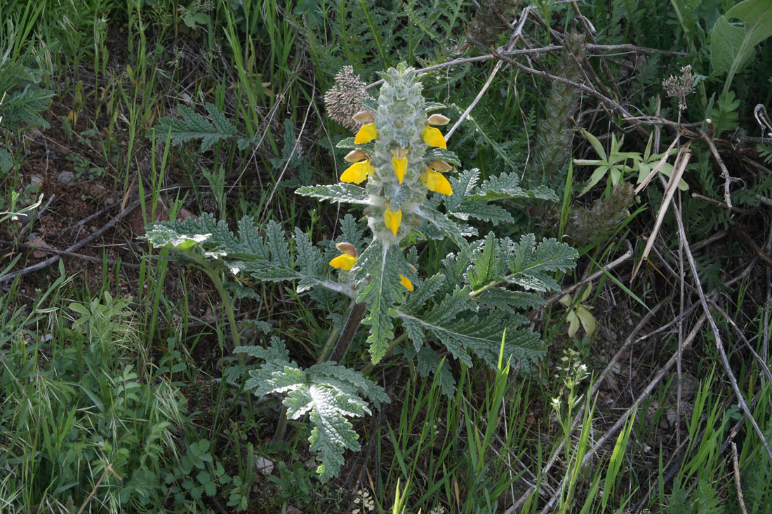 Image of Phlomoides speciosa specimen.