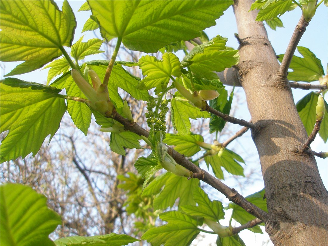 Image of Acer pseudoplatanus specimen.