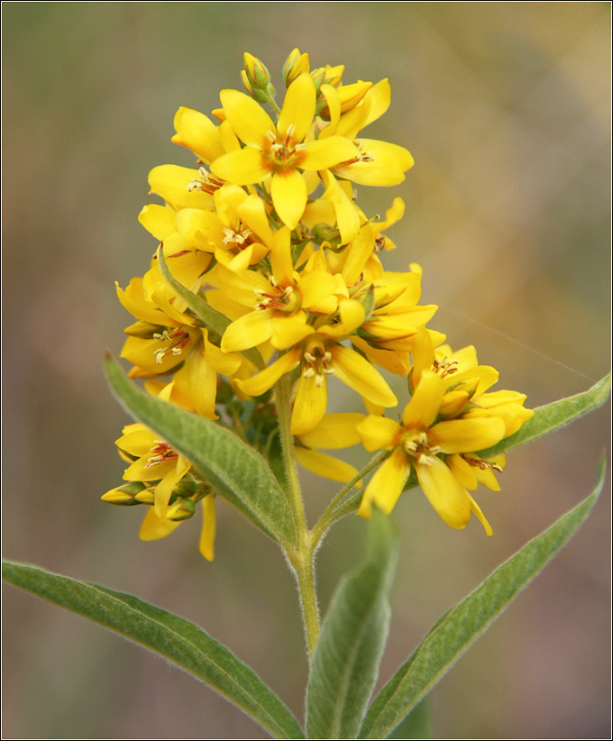 Изображение особи Lysimachia vulgaris.