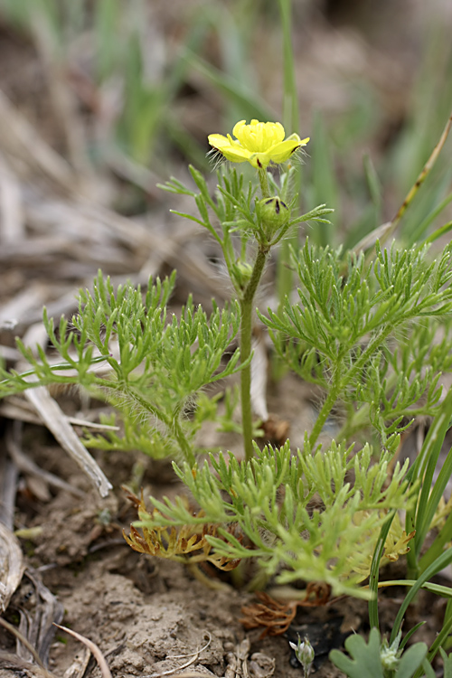 Изображение особи Ranunculus tenuilobus.