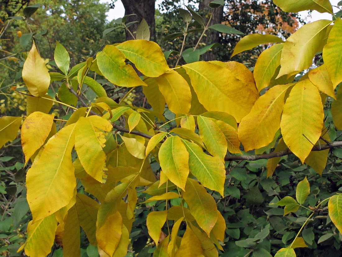 Изображение особи Carya ovata.