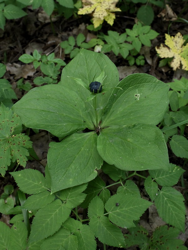 Изображение особи Paris quadrifolia.